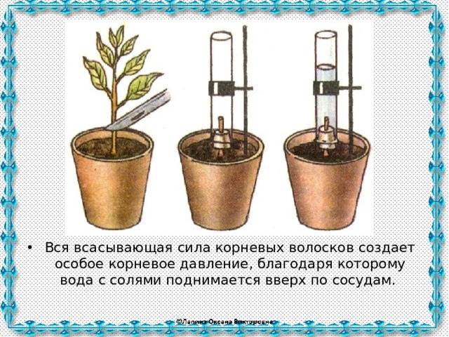 Вся всасывающая сила корневых волосков создает особое корневое давление, благодаря которому вода с солями поднимается вверх по сосудам. 