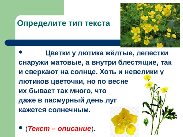 Определите тип текста    Цветки у лютика жёлтые, лепестки снаружи матовые, а внутри блестящие, так и сверкают на солнце. Хоть и невелики у лютиков цветочки, но по весне их бывает так много, что даже в пасмурный день луг кажется солнечным.  Текст – описание 