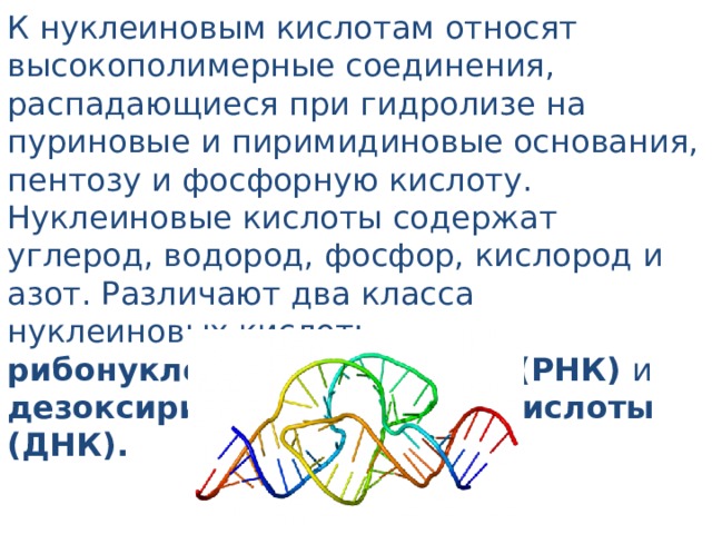 К нуклеиновым кислотам относят высокополимерные соединения, распадающиеся при гидролизе на пуриновые и пиримидиновые основания, пентозу и фосфорную кислоту. Нуклеиновые кислоты содержат углерод, водород, фосфор, кислород и азот. Различают два класса нуклеиновых кислот: рибонуклеиновые кислоты (РНК) и дезоксирибонуклеиновые кислоты (ДНК). 