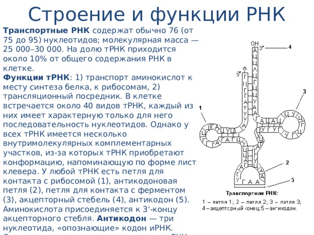 Строение и функции РНК Транспортные РНК содержат обычно 76 (от 75 до 95) нуклеотидов; молекулярная масса — 25 000–30 000. На долю тРНК приходится около 10% от общего содержания РНК в клетке. Функции тРНК : 1) транспорт аминокислот к месту синтеза белка, к рибосомам, 2) трансляционный посредник. В клетке встречается около 40 видов тРНК, каждый из них имеет характерную только для него последовательность нуклеотидов. Однако у всех тРНК имеется несколько внутримолекулярных комплементарных участков, из-за которых тРНК приобретают конформацию, напоминающую по форме лист клевера. У любой тРНК есть петля для контакта с рибосомой (1), антикодоновая петля (2), петля для контакта с ферментом (3), акцепторный стебель (4), антикодон (5). Аминокислота присоединяется к 3'-концу акцепторного стебля. Антикодон — три нуклеотида, «опознающие» кодон иРНК. Следует подчеркнуть, что конкретная тРНК может транспортировать строго определенную аминокислоту, соответствующую ее антикодону. Специфичность соединения аминокислоты и тРНК достигается благодаря свойствам фермента аминоацил-тРНК-синтетаза. 