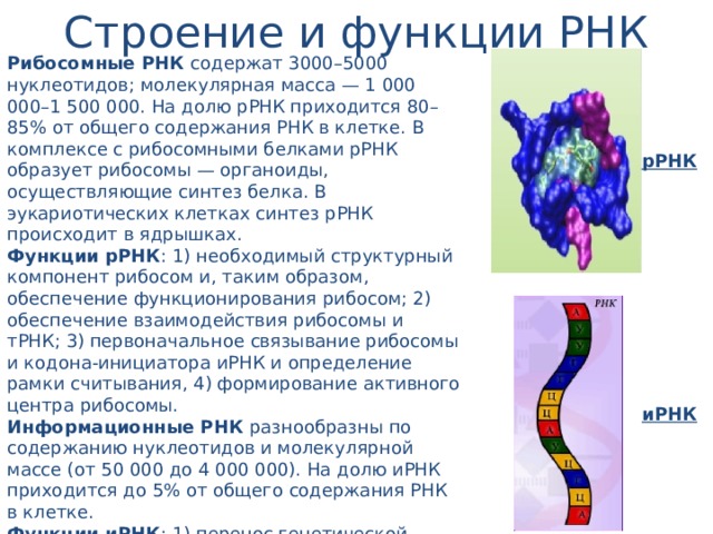 Строение и функции РНК Рибосомные РНК содержат 3000–5000 нуклеотидов; молекулярная масса — 1 000 000–1 500 000. На долю рРНК приходится 80–85% от общего содержания РНК в клетке. В комплексе с рибосомными белками рРНК образует рибосомы — органоиды, осуществляющие синтез белка. В эукариотических клетках синтез рРНК происходит в ядрышках. Функции рРНК : 1) необходимый структурный компонент рибосом и, таким образом, обеспечение функционирования рибосом; 2) обеспечение взаимодействия рибосомы и тРНК; 3) первоначальное связывание рибосомы и кодона-инициатора иРНК и определение рамки считывания, 4) формирование активного центра рибосомы. Информационные РНК разнообразны по содержанию нуклеотидов и молекулярной массе (от 50 000 до 4 000 000). На долю иРНК приходится до 5% от общего содержания РНК в клетке. Функции иРНК : 1) перенос генетической информации от ДНК к рибосомам, 2) матрица для синтеза молекулы белка, 3) определение аминокислотной последовательности первичной структуры белковой молекулы. рРНК иРНК 