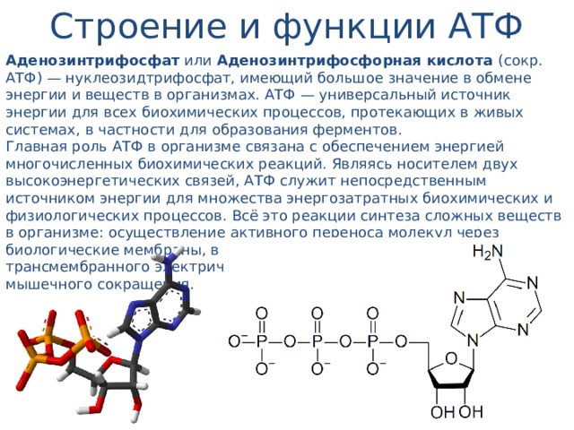 Строение и функции АТФ Аденозинтрифосфат или Аденозинтрифосфорная кислота (сокр. АТФ) — нуклеозидтрифосфат, имеющий большое значение в обмене энергии и веществ в организмах. АТФ — универсальный источник энергии для всех биохимических процессов, протекающих в живых системах, в частности для образования ферментов. Главная роль АТФ в организме связана с обеспечением энергией многочисленных биохимических реакций. Являясь носителем двух высокоэнергетических связей, АТФ служит непосредственным источником энергии для множества энергозатратных биохимических и физиологических процессов. Всё это реакции синтеза сложных веществ в организме: осуществление активного переноса молекул через биологические мембраны, в том числе и для создания трансмембранного электрического потенциала; осуществления мышечного сокращения. 
