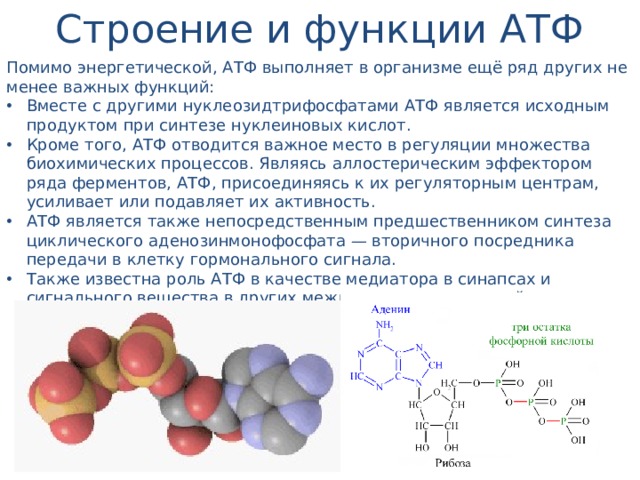 Строение и функции АТФ Помимо энергетической, АТФ выполняет в организме ещё ряд других не менее важных функций: Вместе с другими нуклеозидтрифосфатами АТФ является исходным продуктом при синтезе нуклеиновых кислот. Кроме того, АТФ отводится важное место в регуляции множества биохимических процессов. Являясь аллостерическим эффектором ряда ферментов, АТФ, присоединяясь к их регуляторным центрам, усиливает или подавляет их активность. АТФ является также непосредственным предшественником синтеза циклического аденозинмонофосфата — вторичного посредника передачи в клетку гормонального сигнала. Также известна роль АТФ в качестве медиатора в синапсах и сигнального вещества в других межклеточных взаимодействиях (пуринергическая передача сигнала). 