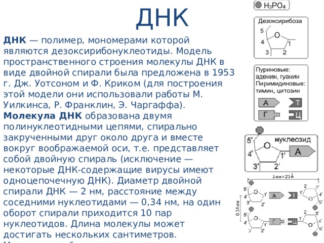 ДНК ДНК — полимер, мономерами которой являются дезоксирибонуклеотиды. Модель пространственного строения молекулы ДНК в виде двойной спирали была предложена в 1953 г. Дж. Уотсоном и Ф. Криком (для построения этой модели они использовали работы М. Уилкинса, Р. Франклин, Э. Чаргаффа). Молекула ДНК образована двумя полинуклеотидными цепями, спирально закрученными друг около друга и вместе вокруг воображаемой оси, т.е. представляет собой двойную спираль (исключение — некоторые ДНК-содержащие вирусы имеют одноцепочечную ДНК). Диаметр двойной спирали ДНК — 2 нм, расстояние между соседними нуклеотидами — 0,34 нм, на один оборот спирали приходится 10 пар нуклеотидов. Длина молекулы может достигать нескольких сантиметров. Молекулярный вес — десятки и сотни миллионов. Суммарная длина ДНК ядра клетки человека — около 2 м. В эукариотических клетках ДНК образует комплексы с белками и имеет специфическую пространственную конформацию. 
