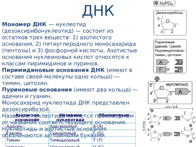 ДНК Мономер ДНК — нуклеотид (дезоксирибонуклеотид) — состоит из остатков трех веществ: 1) азотистого основания, 2) пятиуглеродного моносахарида (пентозы) и 3) фосфорной кислоты. Азотистые основания нуклеиновых кислот относятся к классам пиримидинов и пуринов. Пиримидиновые основания ДНК (имеют в составе своей молекулы одно кольцо) — тимин, цитозин. Пуриновые основания (имеют два кольца) — аденин и гуанин. Моносахарид нуклеотида ДНК представлен дезоксирибозой. Название нуклеотида является производным от названия соответствующего основания. Нуклеотиды и азотистые основания обозначаются заглавными буквами. Азотистое основание Аденин Название нуклеотида Обозначение Адениловый Гуанин А (A) Тимин Гуаниловый Цитозин Г (G) Тимидиловый Т (T) Цитидиловый Ц (C) 