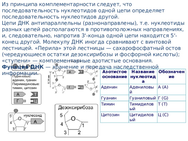 Из принципа комплементарности следует, что последовательность нуклеотидов одной цепи определяет последовательность нуклеотидов другой. Цепи ДНК антипараллельны (разнонаправлены), т.е. нуклеотиды разных цепей располагаются в противоположных направлениях, и, следовательно, напротив 3'-конца одной цепи находится 5'-конец другой. Молекулу ДНК иногда сравнивают с винтовой лестницей. «Перила» этой лестницы — сахарофосфатный остов (чередующиеся остатки дезоксирибозы и фосфорной кислоты); «ступени» — комплементарные азотистые основания. Функция ДНК — хранение и передача наследственной информации. Азотистое основание Аденин Название нуклеотида Гуанин Адениловый Обозначение А (A) Тимин Гуаниловый Цитозин Г (G) Тимидиловый Т (T) Цитидиловый Ц (C) 