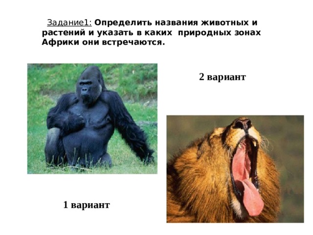  Задание1:  Определить названия животных и растений и указать в каких природных зонах Африки они встречаются.  2 вариант  1 вариант  