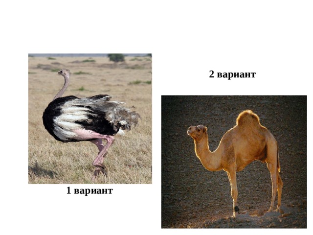  2 вариант  1 вариант 