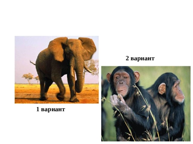  2 вариант  1 вариант 