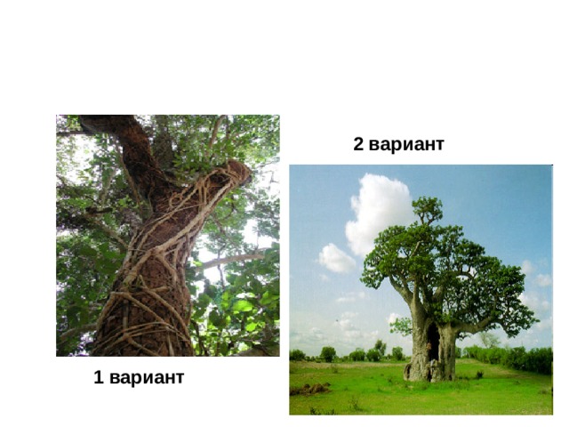 2 вариант 1 вариант 