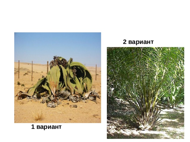 2 вариант 1 1 вариант 