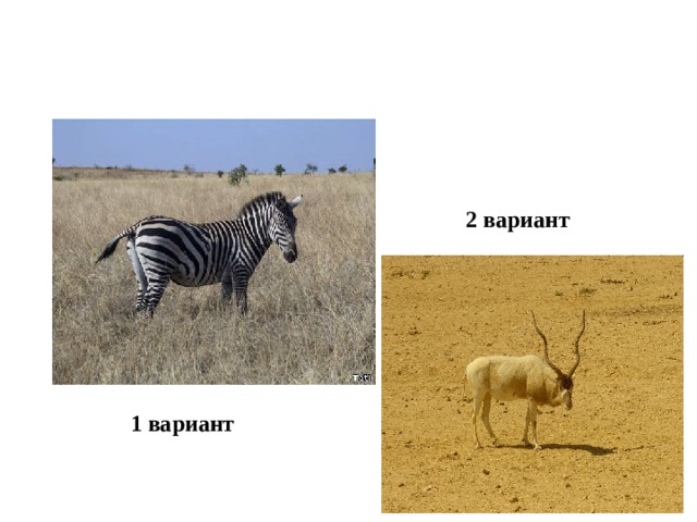  2 вариант 1 вариант 