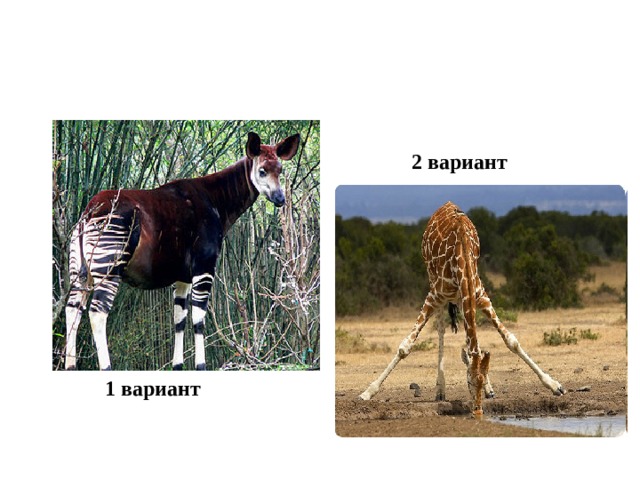  2 вариант  1 вариант 