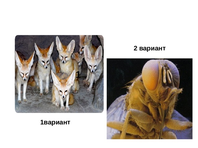  2 вариант 1 1вариант 