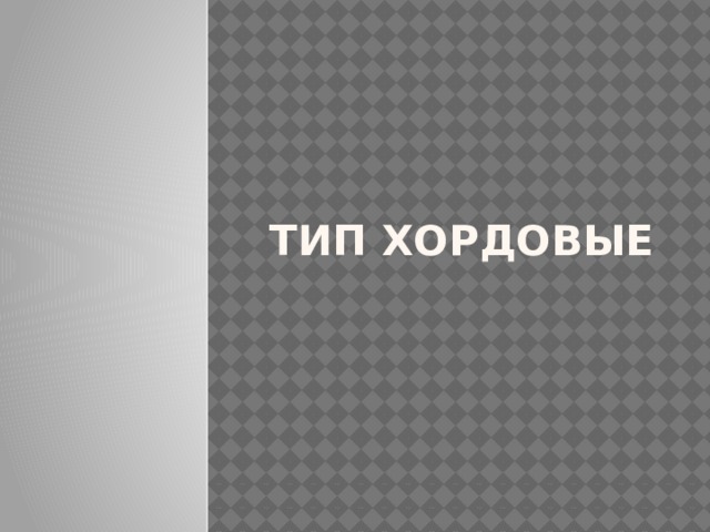 Тип хордовые 