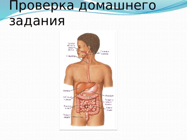 Проверка домашнего задания 