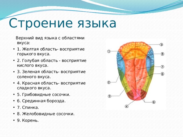 Строение языка  Верхний вид языка с областями вкуса: 1. Желтая область- восприятие горького вкуса. 2. Голубая область - восприятие кислого вкуса. 3. Зеленая область- восприятие соленого вкуса. 4. Красная область- восприятие сладкого вкуса. 5. Грибовидные сосочки. 6. Срединная борозда. 7. Спинка. 8. Желобовидные сосочки. 9. Корень. 