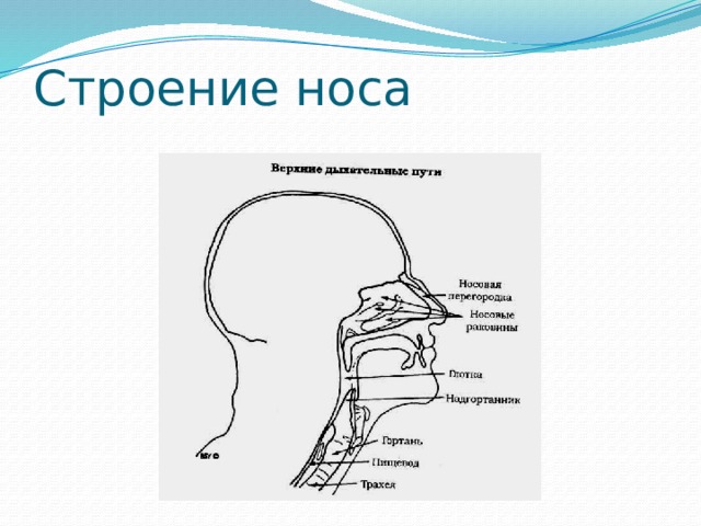 Строение носа 