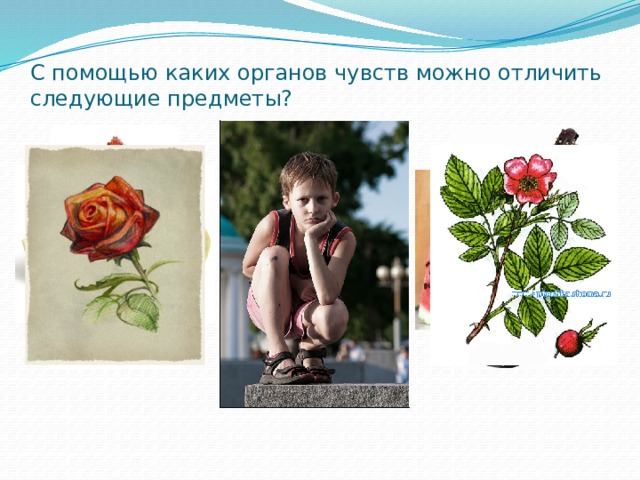 С помощью каких органов чувств можно отличить следующие предметы? 