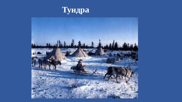 Тундра