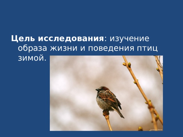 Цель исследования : изучение образа жизни и поведения птиц зимой. 