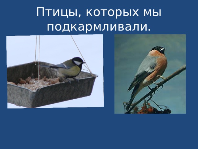 Птицы, которых мы подкармливали. 