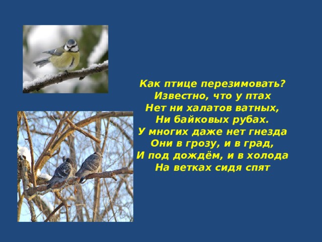 Как птице перезимовать? Известно, что у птах Нет ни халатов ватных, Ни байковых рубах. У многих даже нет гнезда Они в грозу, и в град, И под дождём, и в холода На ветках сидя спят 