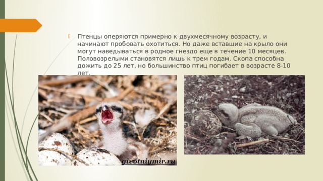 Птенцы оперяются примерно к двухмесячному возрасту, и начинают пробовать охотиться. Но даже вставшие на крыло они могут наведываться в родное гнездо еще в течение 10 месяцев. Половозрелыми становятся лишь к трем годам. Скопа способна дожить до 25 лет, но большинство птиц погибает в возрасте 8-10 лет. 