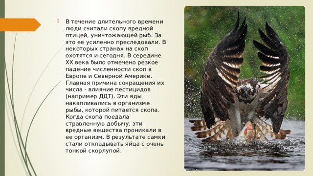 В течение длительного времени люди считали скопу вредной птицей, уничтожающей рыб. За это ее усиленно преследовали. В некоторых странах на скоп охотятся и сегодня. В середине XX века было отмечено резкое падение численности скоп в Европе и Северной Америке. Главная причина сокращения их числа - влияние пестицидов (например ДДТ). Эти яды накапливались в организме рыбы, которой питается скопа. Когда скопа поедала стравленную добычу, эти вредные вещества проникали в ее организм. В результате самки стали откладывать яйца с очень тонкой скорлупой. 