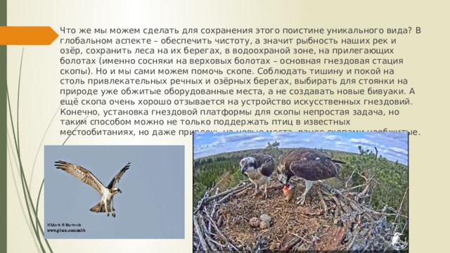 Что же мы можем сделать для сохранения этого поистине уникального вида? В глобальном аспекте – обеспечить чистоту, а значит рыбность наших рек и озёр, сохранить леса на их берегах, в водоохраной зоне, на прилегающих болотах (именно сосняки на верховых болотах – основная гнездовая стация скопы). Но и мы сами можем помочь скопе. Соблюдать тишину и покой на столь привлекательных речных и озёрных берегах, выбирать для стоянки на природе уже обжитые оборудованные места, а не создавать новые бивуаки. А ещё скопа очень хорошо отзывается на устройство искусственных гнездовий. Конечно, установка гнездовой платформы для скопы непростая задача, но таким способом можно не только поддержать птиц в известных местообитаниях, но даже привлечь на новые места, ранее скопами необжитые. 