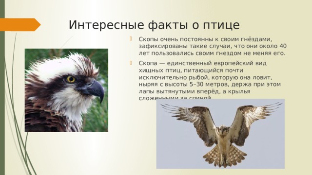 Интересные факты о птице Скопы очень постоянны к своим гнёздами, зафиксированы такие случаи, что они около 40 лет пользовались своим гнездом не меняя его. Скопа — единственный европейский вид хищных птиц, питающийся почти исключительно рыбой, которую она ловит, ныряя с высоты 5–30 метров, держа при этом лапы вытянутыми вперёд, а крылья сложенными за спиной 