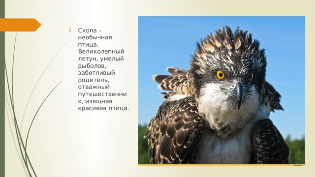 Скопа – необычная птица. Великолепный летун, умелый рыболов, заботливый родитель, отважный путешественник, изящная красивая птица. 