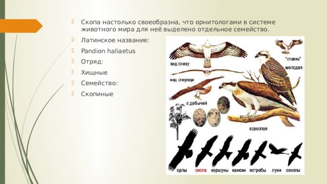Скопа настолько своеобразна, что орнитологами в системе животного мира для неё выделено отдельное семейство. Латинское название: Pandion haliaetus Отряд: Хищные Семейство: Скопиные 