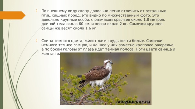По внешнему виду скопу довольно легко отличить от остальных птиц хищных пород, это видно по множественным фото. Это довольно крупные особи, с размахом крыльев около 1,8 метров, длиной тела около 60 см. и весом около 2 кг. Самочки крупнее, самцы же весят около 1,6 кг. Спина темного цвета, живот же и грудь почти белые. Самочки немного темнее самцов, и на шее у них заметно краповое ожерелье, а по бокам головы от глаза идет темная полоса. Ноги цвета свинца и желтая радужка глаз довершают образ скопы. 