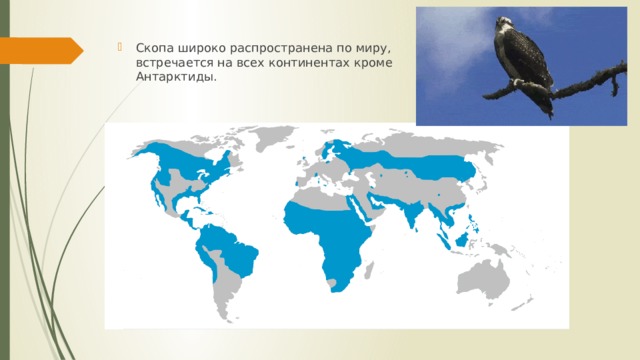 Скопа широко распространена по миру, встречается на всех континентах кроме Антарктиды. 