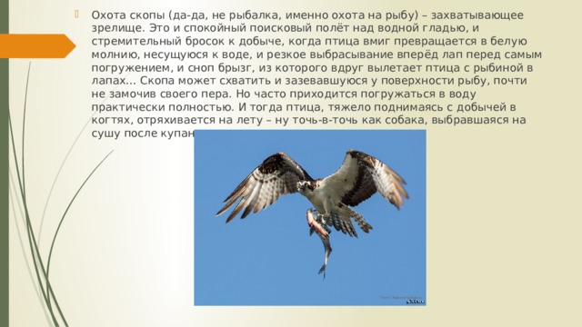 Охота скопы (да-да, не рыбалка, именно охота на рыбу) – захватывающее зрелище. Это и спокойный поисковый полёт над водной гладью, и стремительный бросок к добыче, когда птица вмиг превращается в белую молнию, несущуюся к воде, и резкое выбрасывание вперёд лап перед самым погружением, и сноп брызг, из которого вдруг вылетает птица с рыбиной в лапах… Скопа может схватить и зазевавшуюся у поверхности рыбу, почти не замочив своего пера. Но часто приходится погружаться в воду практически полностью. И тогда птица, тяжело поднимаясь с добычей в когтях, отряхивается на лету – ну точь-в-точь как собака, выбравшаяся на сушу после купания. 