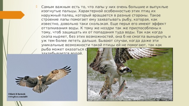 Самым важным есть то, что лапы у них очень большие и выпуклые изогнутые пальцы. Характерной особенностью этих птиц их наружный палец, который вращается в разные стороны. Такое строение лапы помогает ему захватывать рыбу, которая, как известно, довольно таки скользкая. Еще перья его имеют эффект отталкивания воды. К тому же ноздри так же приспособлены к тому, чтоб защищать их от попадания туда воды. Так как когда скопа ныряет, без этих возможностей, она б не смогла вынырнуть и уж тем более лететь дальше. Бывают случаи, когда даже эти уникальные возможности такой птицы ей не помогают, так как рыба может оказаться слишком большой и тогда птица захлебывается водой. 