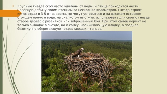 Крупные гнёзда скоп часто удалены от воды, и птице приходится нести нелёгкую добычу своим птенцам за несколько километров. Гнезда строят километрах в 3-5 от водоема, но могут устроиться и на высоком островке стоящем прямо в воде, на скалистом выступе, использовать для своего гнезда старое дерево с развилкой или заброшенный буй. При этом самец кормит не только выводок в гнезде, но и самку, насиживающую кладку, а позднее безотлучно оберегающую подрастающих птенцов. 