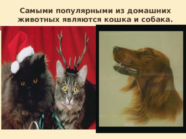 Самыми популярными из домашних животных являются кошка и собака. Сколько лет живут кошки? От 12 до 20 лет Сколько весят кошки? От 3 до 6 кг Чей укус опаснее: собаки, кошки или человека? Человека, у него во рту больше микробов Какие уникальные свойства есть у кошки? Всегда падает на лапы, находят дорогу домой, предсказывают катаклизмы  