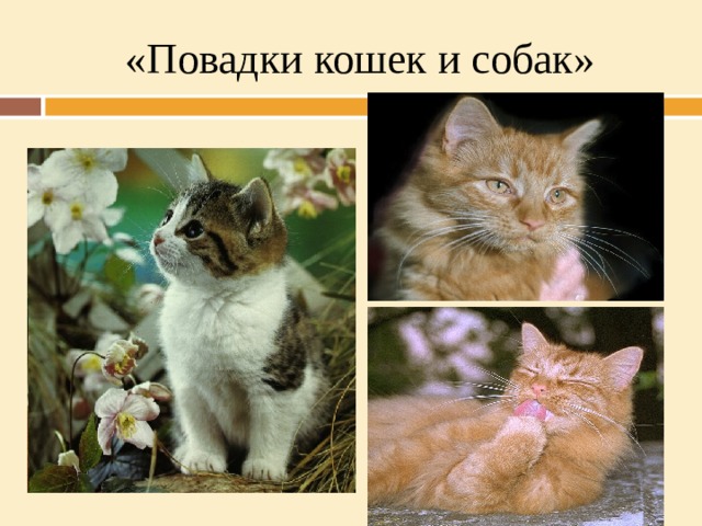«Повадки кошек и собак» 