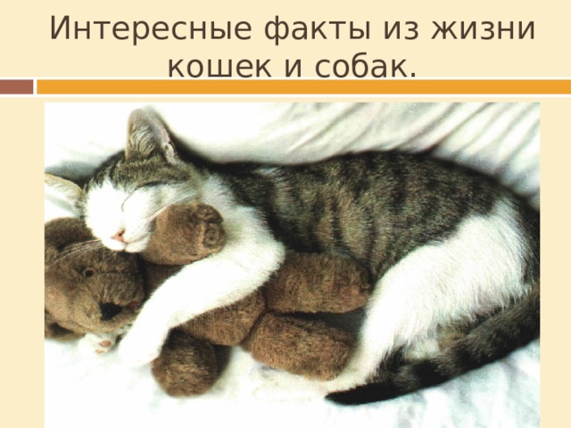 Интересные факты из жизни кошек и собак. Веками в Европе кошек замуровывали в стены домов с крысой во рту. Зачем? Для отпугивания крыс и другой нечисти Во время грозы чёрного кота выбрасывали за дверь. Зачем? Считали, что они притягивают молнию Считалось, если сбросить кота за борт, то поднимется буря. Почему? Кот бережёт корабль от бури В новый дом пускают кошку первой.  Зачем? Чтобы изгнать нечистую силу 