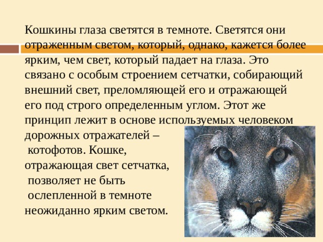 Кошкины глаза светятся в темноте. Светятся они отраженным светом, который, однако, кажется более ярким, чем свет, который падает на глаза. Это связано с особым строением сетчатки, собирающий внешний свет, преломляющей его и отражающей его под строго определенным углом. Этот же принцип лежит в основе используемых человеком дорожных отражателей –  котофотов. Кошке,  отражающая свет сетчатка,  позволяет не быть  ослепленной в темноте  неожиданно ярким светом. 