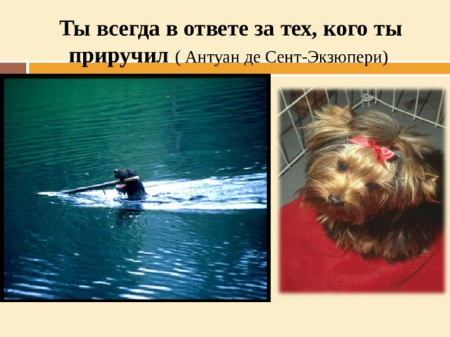 Ты всегда в ответе за тех, кого ты приручил ( Антуан де Сент-Экзюпери)      