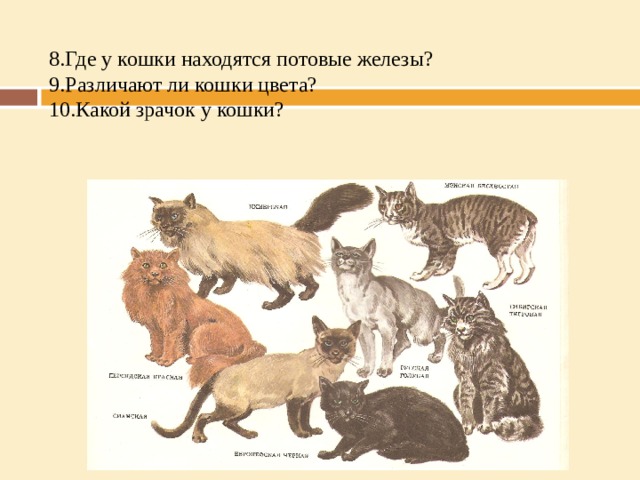 8.Где у кошки находятся потовые железы?  9.Различают ли кошки цвета?  10.Какой зрачок у кошки?   