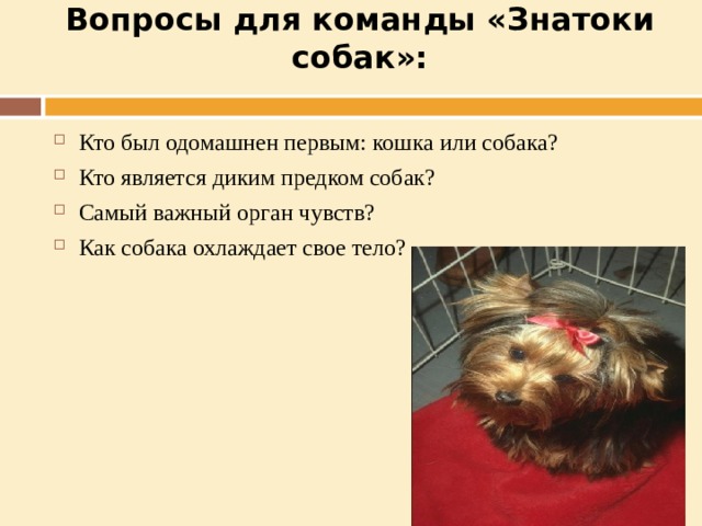 Вопросы для команды «Знатоки собак»:   Кто был одомашнен первым: кошка или собака? Кто является диким предком собак? Самый важный орган чувств? Как собака охлаждает свое тело?  