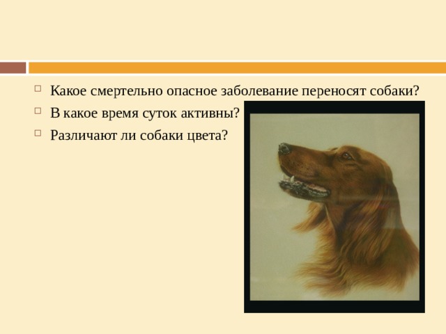 Какое смертельно опасное заболевание переносят собаки? В какое время суток активны? Различают ли собаки цвета?  