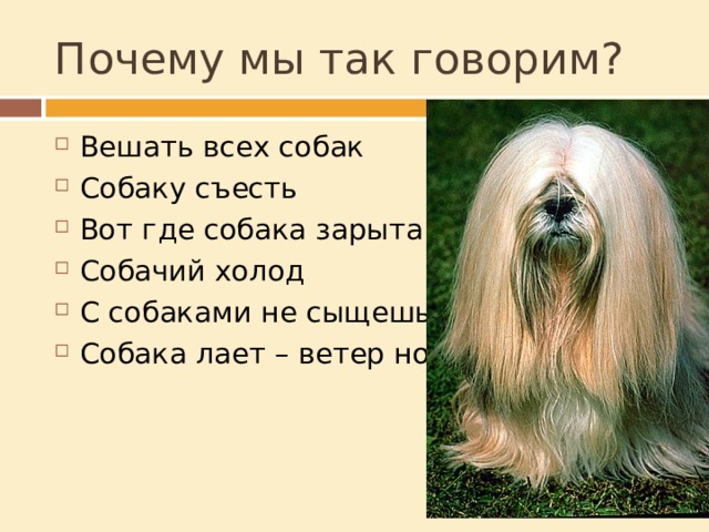 Почему мы так говорим? Вешать всех собак Собаку съесть Вот где собака зарыта Собачий холод С собаками не сыщешь Собака лает – ветер носит 