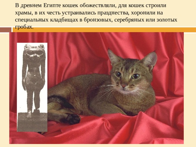 В древнем Египте кошек обожествляли, для кошек строили храмы, в их честь устраивались празднества, хоронили на специальных кладбищах в бронзовых, серебряных или золотых гробах. 