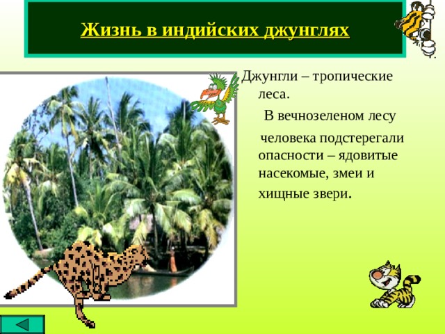 Жизнь в индийских джунглях Джунгли – тропические леса.   В вечнозеленом лесу  человека подстерегали опасности – ядовитые насекомые, змеи и хищные звери . 