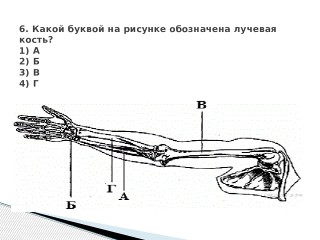  6. Какой буквой на рисунке обозначена лучевая кость?  1) А  2) Б  3) В  4) Г   